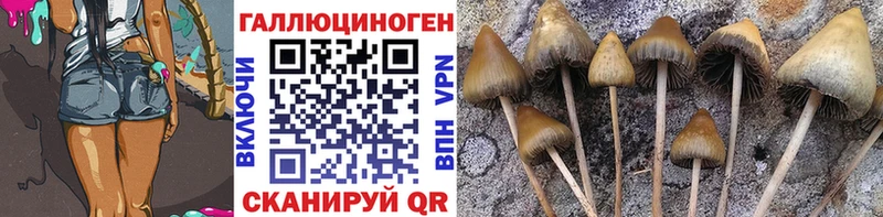 mega онион  Яблоновский  Псилоцибиновые грибы Cubensis 